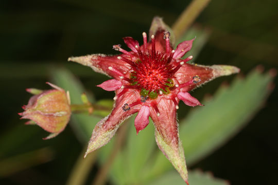 Image of Comarum palustre L.