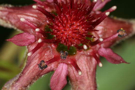 Image of Comarum palustre L.