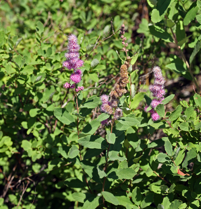 Image of Douglas spirea