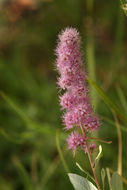 Image of Douglas spirea