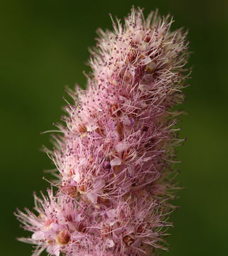 Image of Douglas spirea