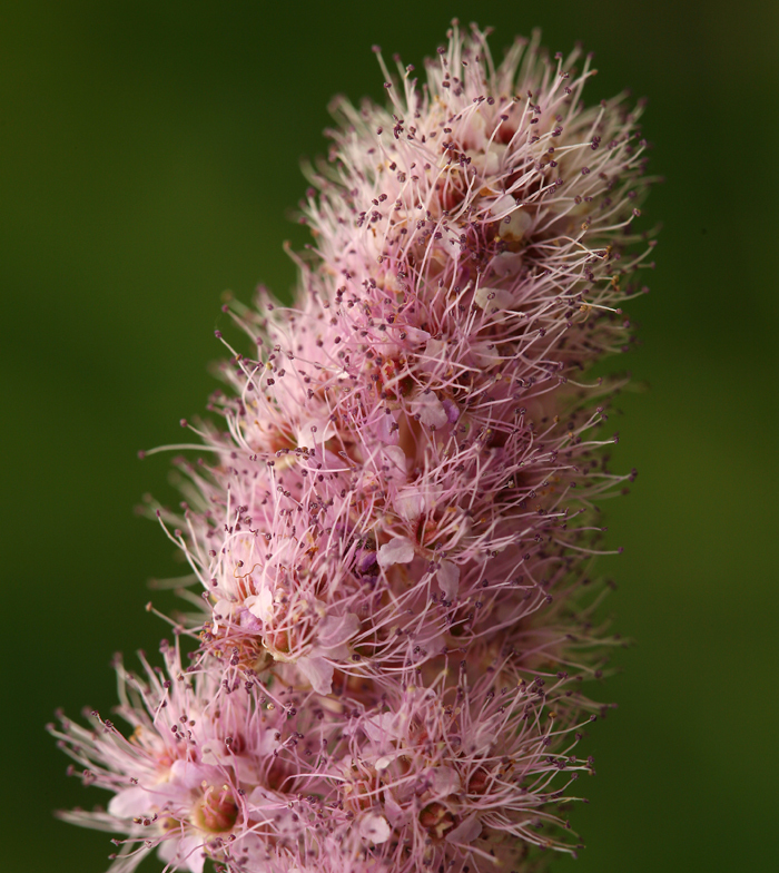 صورة Spiraea douglasii Hook.