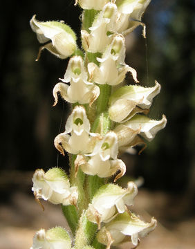 Image of Giant Rattlesnake-plantain