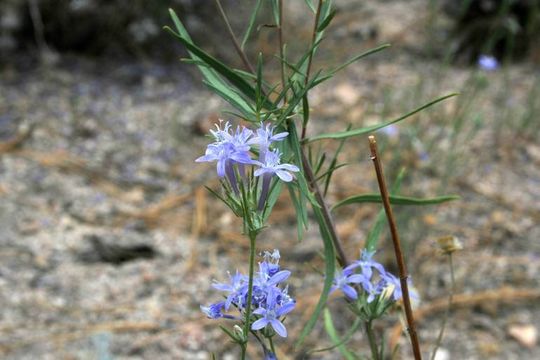 Imagem de Eriastrum densifolium (Benth.) Mason