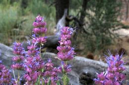 Sivun Salvia pachyphylla Epling ex Munz kuva