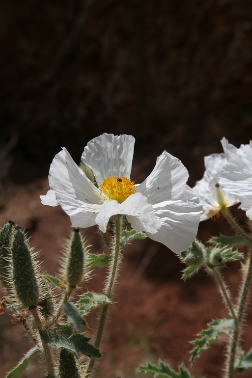 Image of flatbud pricklypoppy