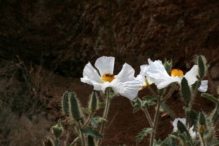 Image of flatbud pricklypoppy