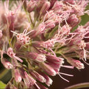 Plancia ëd Eupatorium cannabinum L.