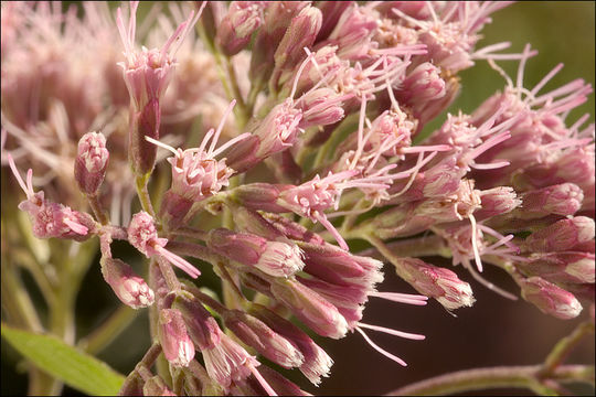 Plancia ëd Eupatorium cannabinum L.