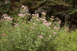 Plancia ëd Eupatorium cannabinum L.