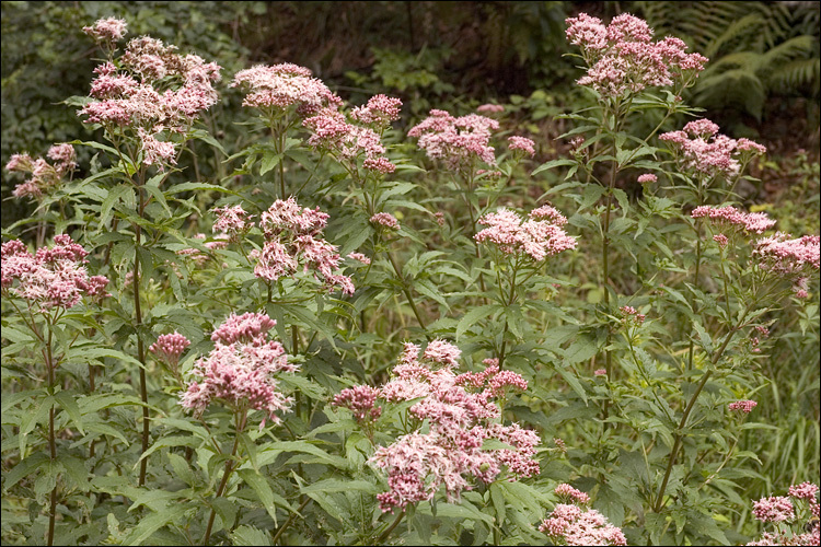 Plancia ëd Eupatorium cannabinum L.