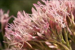 Plancia ëd Eupatorium cannabinum L.