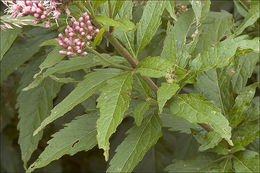 Plancia ëd Eupatorium cannabinum L.