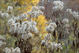 Plancia ëd Eupatorium cannabinum L.