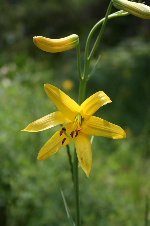 Image de Lilium parryi S. Watson