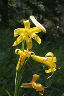 Image de Lilium parryi S. Watson