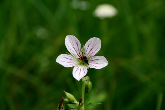 Image of California cranesbill