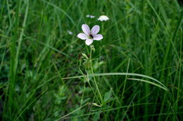 Image of California cranesbill