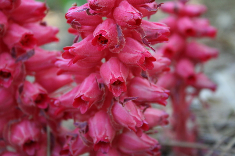 Image of snowplant