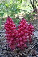 Image of snowplant