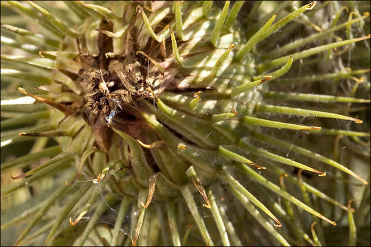 Image of common burdock