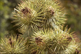 Imagem de Arctium minus (Hill) Bernh.