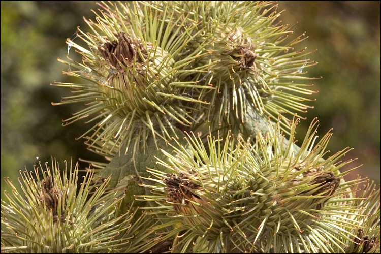 Imagem de Arctium minus (Hill) Bernh.