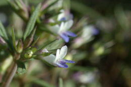 Image of maiden blue eyed Mary