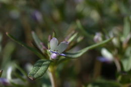 Image of maiden blue eyed Mary