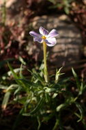 Image of Big Bear Valley phlox