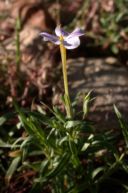 Image of Big Bear Valley phlox