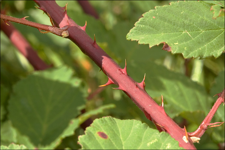 Image of <i>Rubus fruticosus-agg</i>