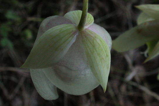 Image de Calochortus albus (Benth.) Douglas ex Benth.