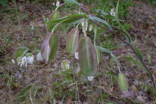 Image de Calochortus albus (Benth.) Douglas ex Benth.