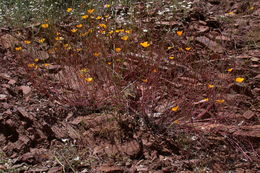 Imagem de Eschscholzia lobbii Greene