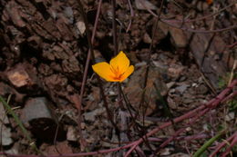 Imagem de Eschscholzia lobbii Greene