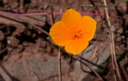 Imagem de Eschscholzia lobbii Greene