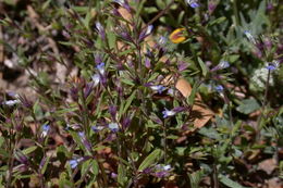 Image of maiden blue eyed Mary