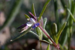 Image of maiden blue eyed Mary