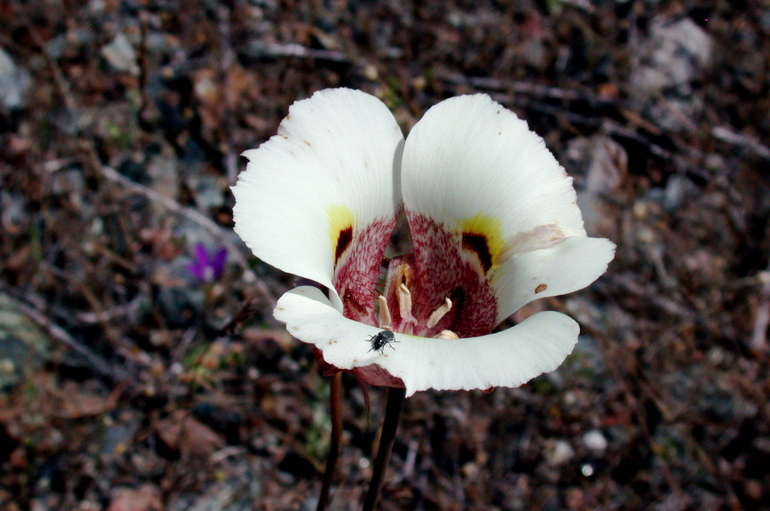 Image of superb mariposa lily