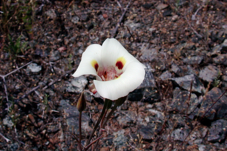 Image of superb mariposa lily