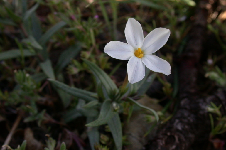 Image of Big Bear Valley phlox