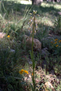 Image of sicklepod rockcress