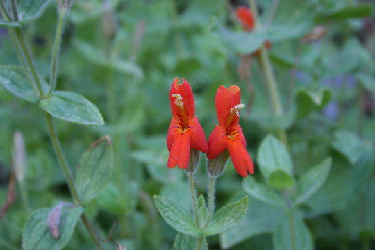 Image of <i>Mimulus cardinalis</i>