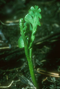 Image of Mingan moonwort