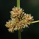 Image of Smallflower Umbrella Sedge
