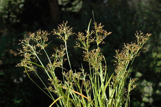 Plancia ëd Fimbristylis autumnalis (L.) Roem. & Schult.