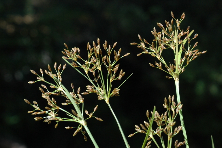 Слика од Fimbristylis autumnalis (L.) Roem. & Schult.