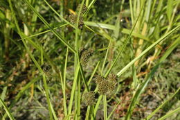 Image of Smallflower Umbrella Sedge