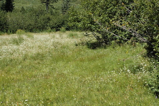 Image of brownish beaksedge